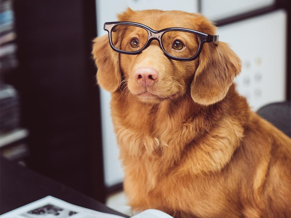 What Will Be the Biggest Pet Trends in 2019 Inspiralist