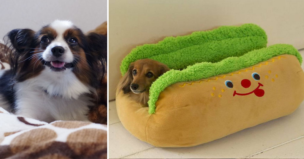 You Can Turn Your Pet Into a Hot Dog With This Brilliant Bed | Inspiralist