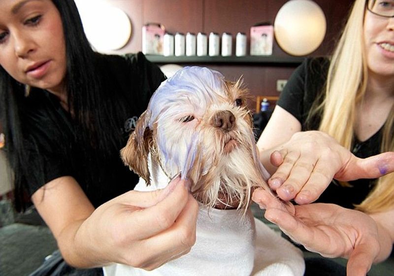 8 Best Dog Spas and Grooming Salons in UK | Inspiralist