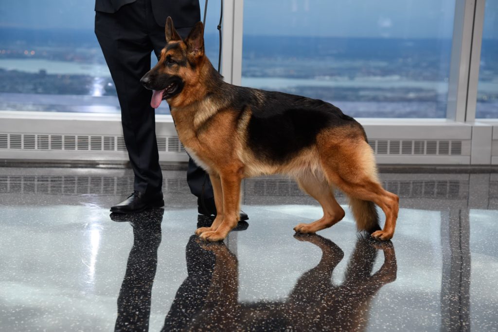 most intelligent dog breeds