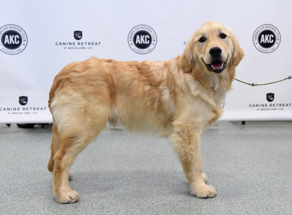 most intelligent dog breeds