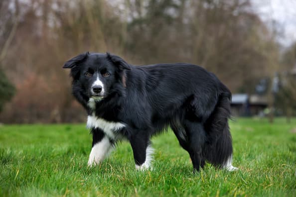 most intelligent dog breeds