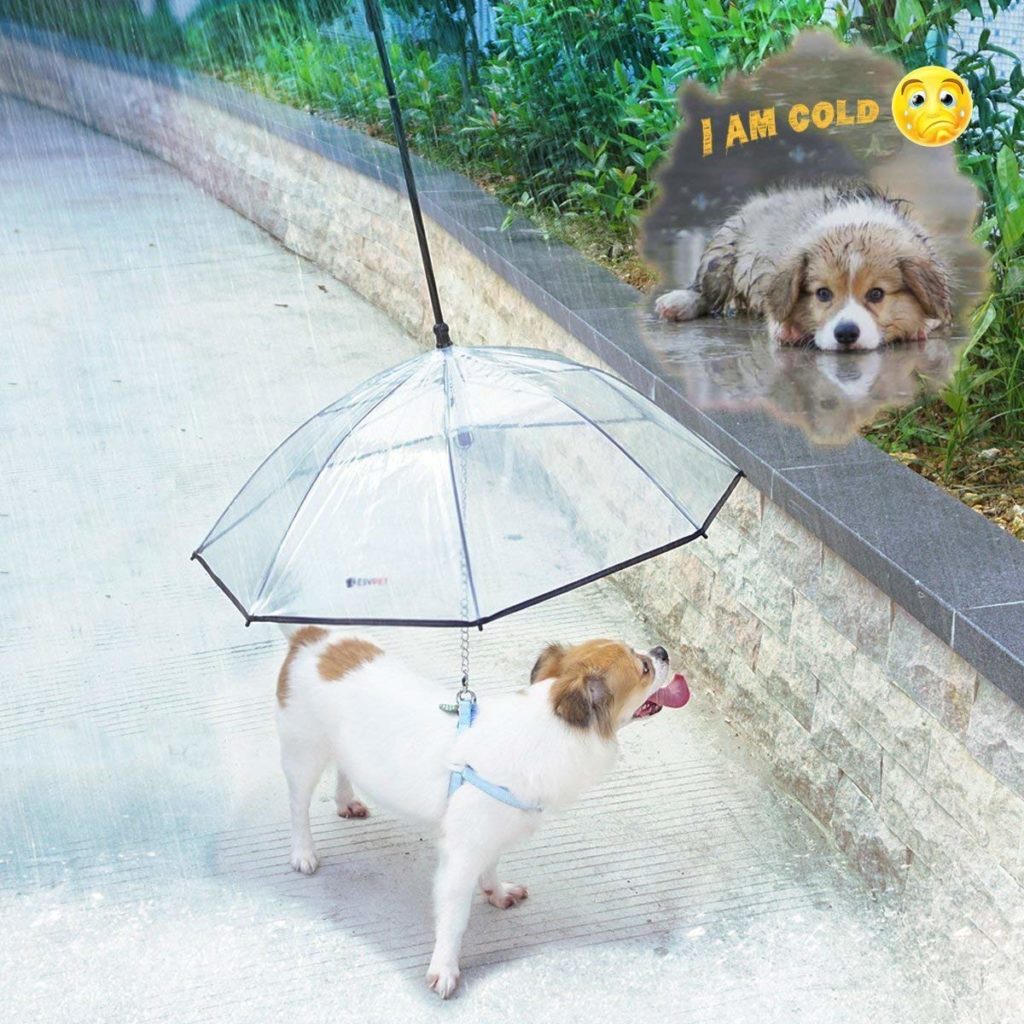 dog umbrella