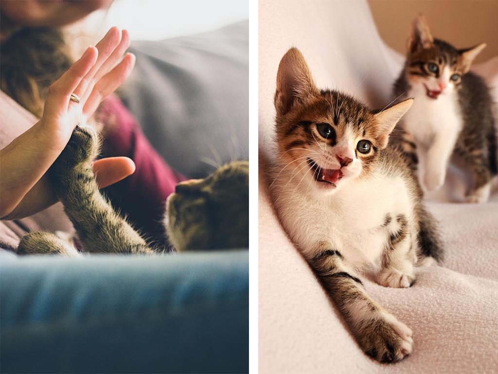 Pet love