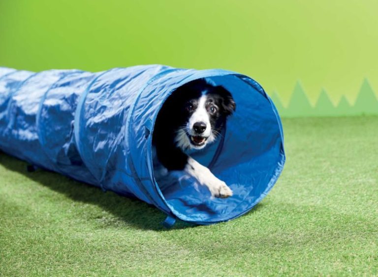 Aldi Has Launched a Stylish Pet Collection at An Affordable Price Inspiralist