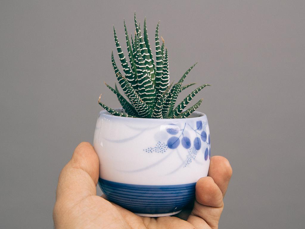unkillable houseplant ideas