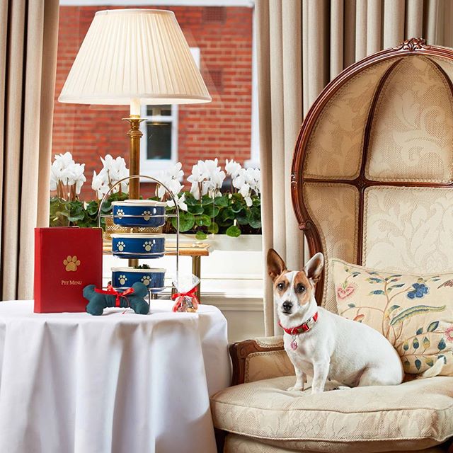dog afternoon tea london