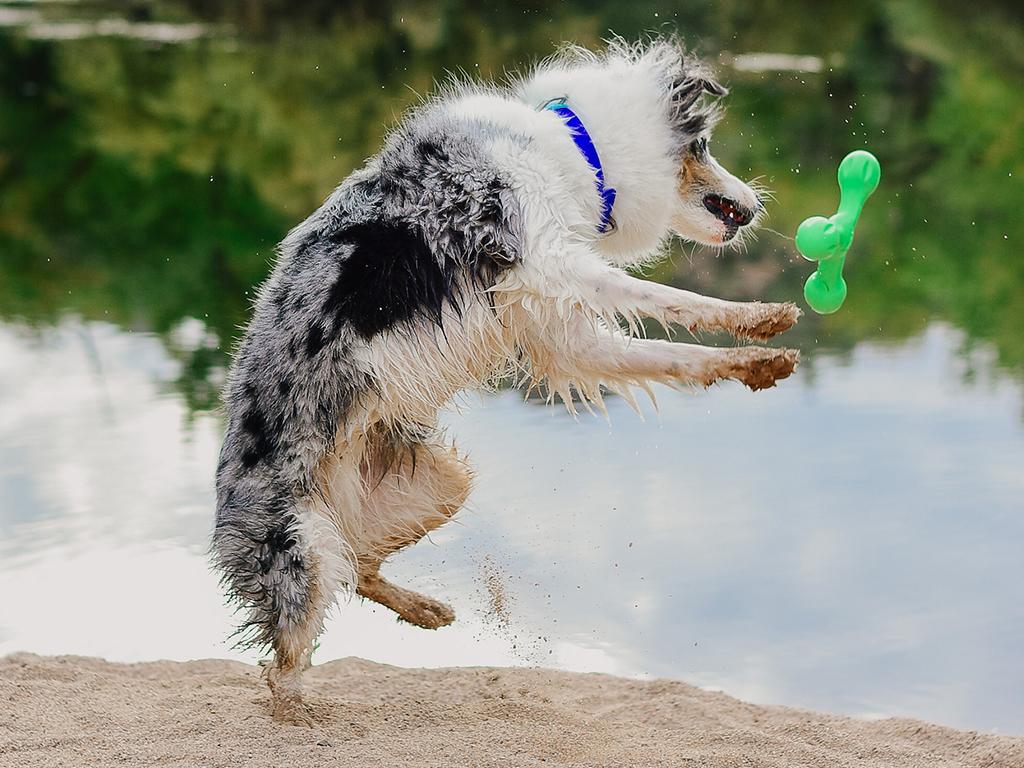 west paw chew toy