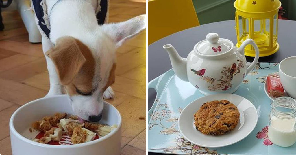 A Dog Cafe Just Opened in Liverpool's Pets Corner Inspiralist