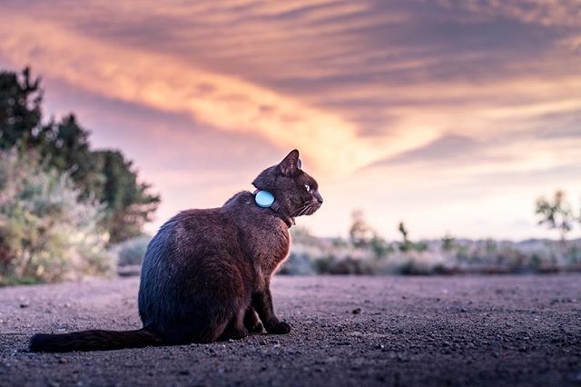 van cat meow