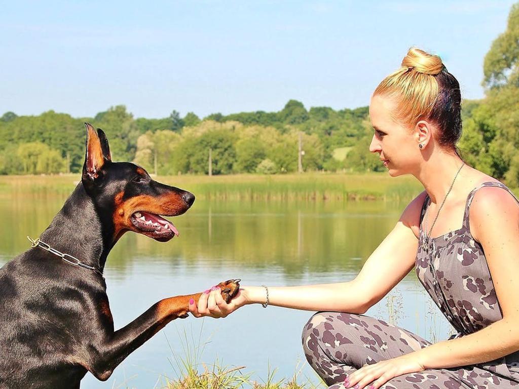 dog cool in summer