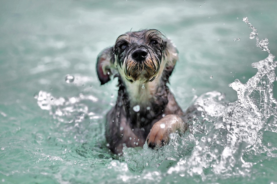 dog cool in summer