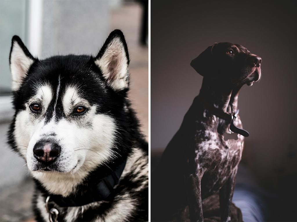 dog home security