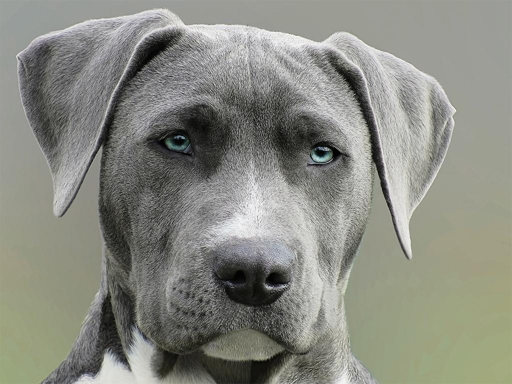 dog home security