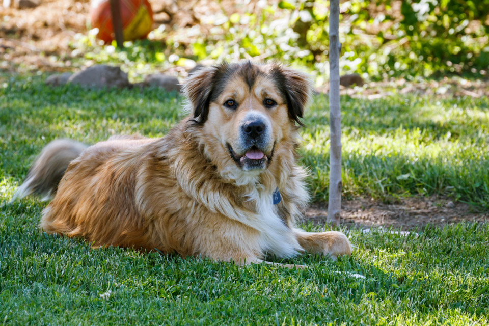 dog cool in summer