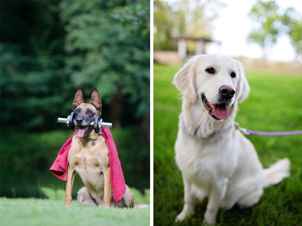 dog summer survival tips