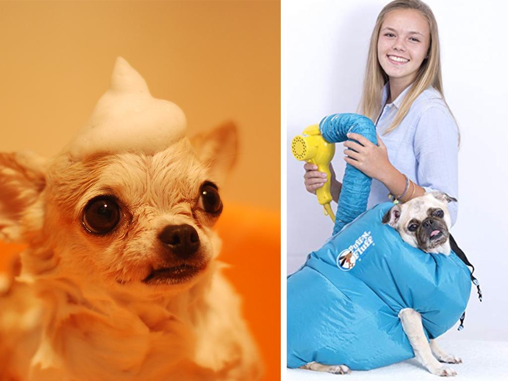 dog hairdryer