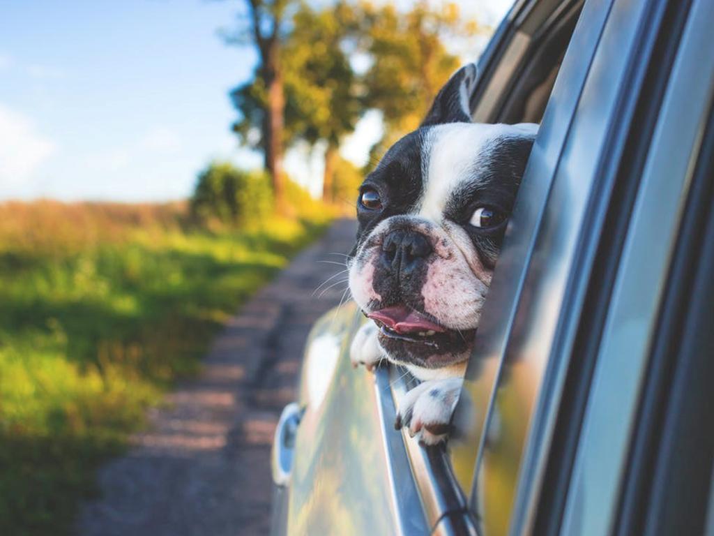 dog summer survival tips
