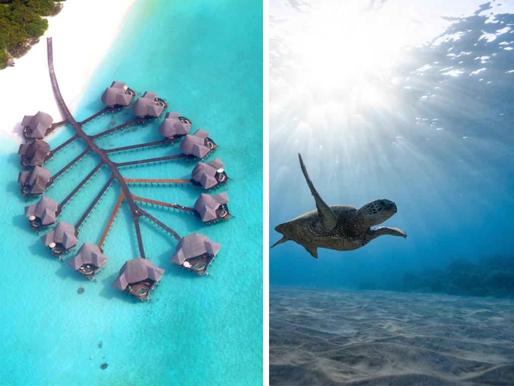 maldives turtle intern
