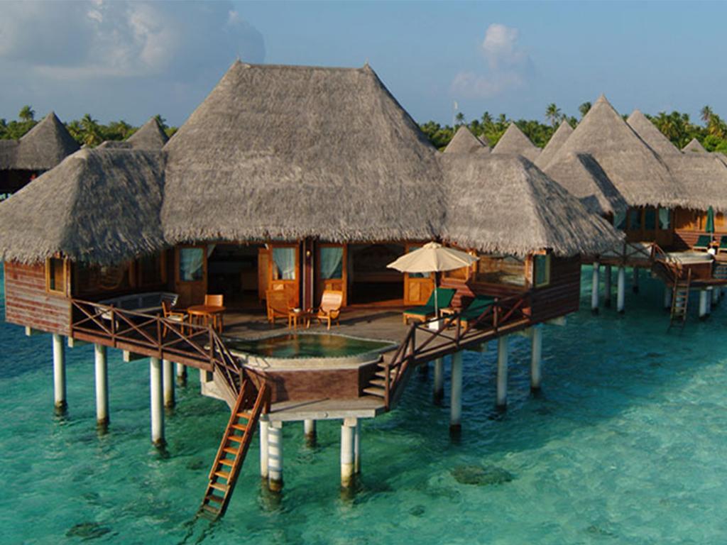 maldives turtle intern