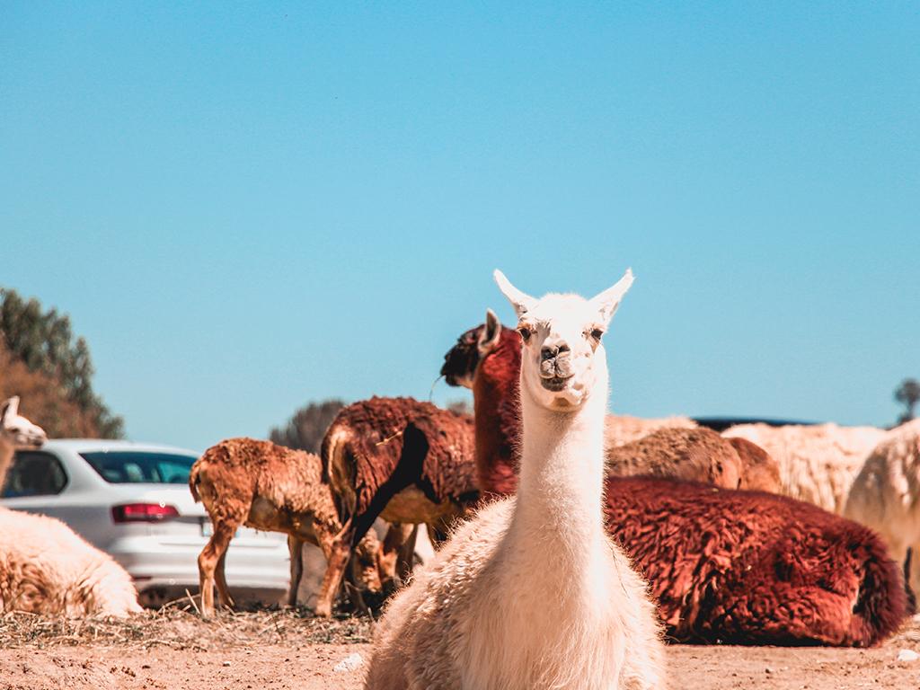 airbnb alpaca experience