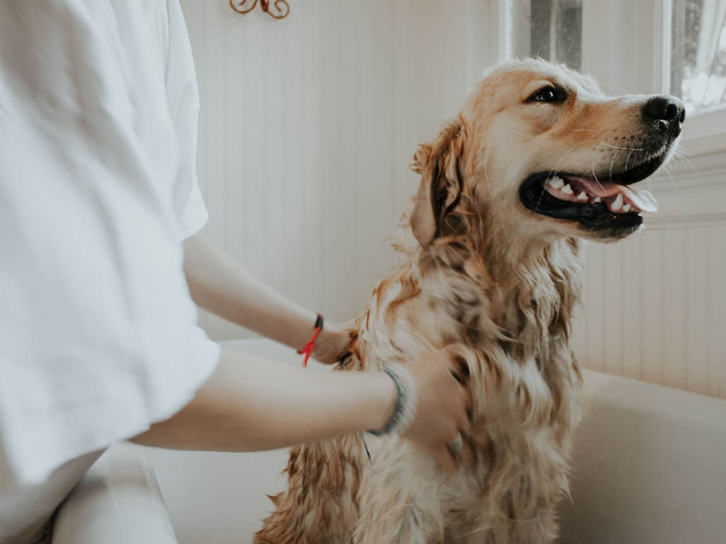 dog healthy coat