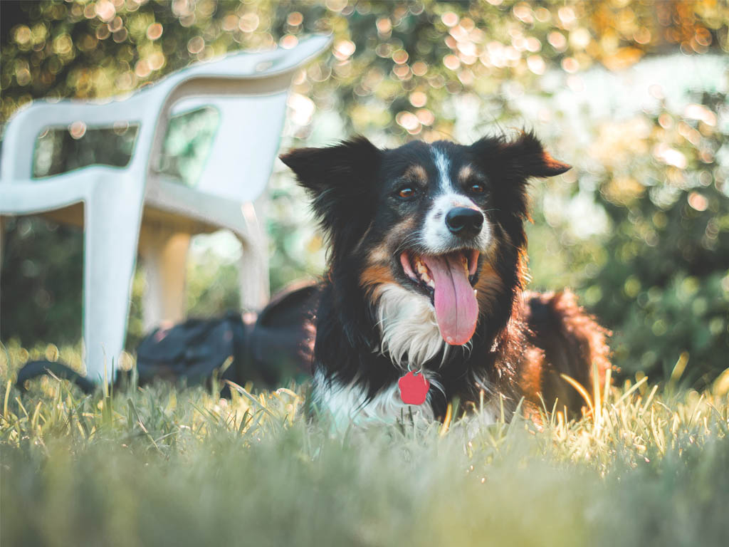 dog healthy coat