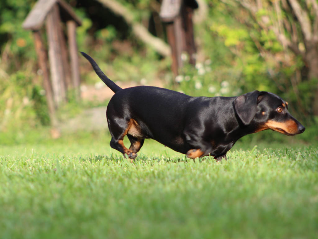 dog healthy coat
