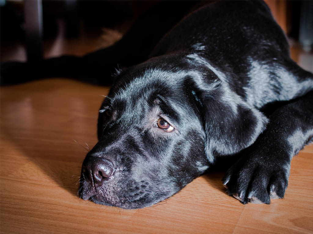 dog healthy coat