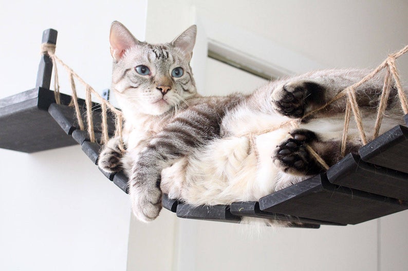 cat bridge