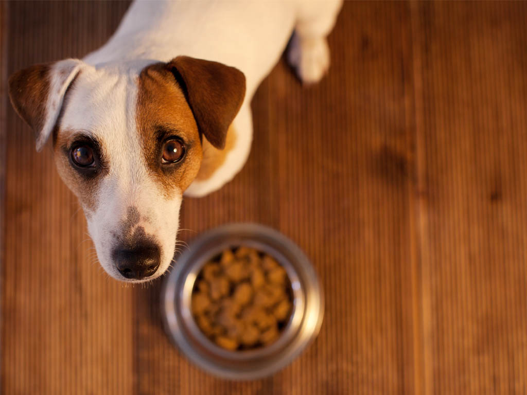 dog healthy coat