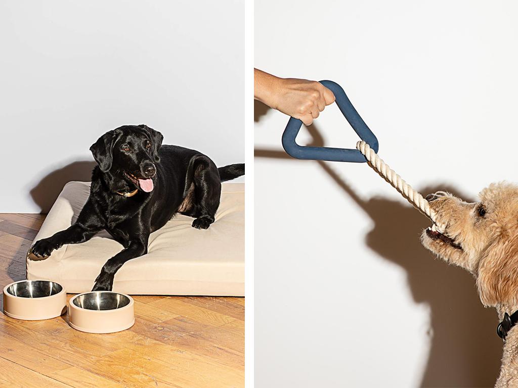 wild one pet accessories