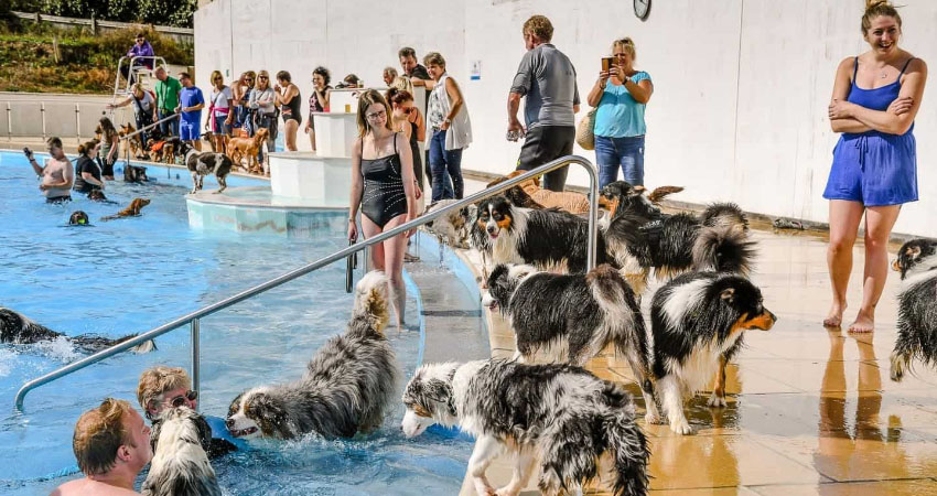 lido dog swim 2019