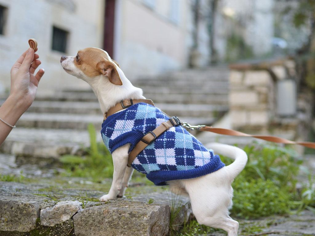 how to improve dog behaviour in pubs