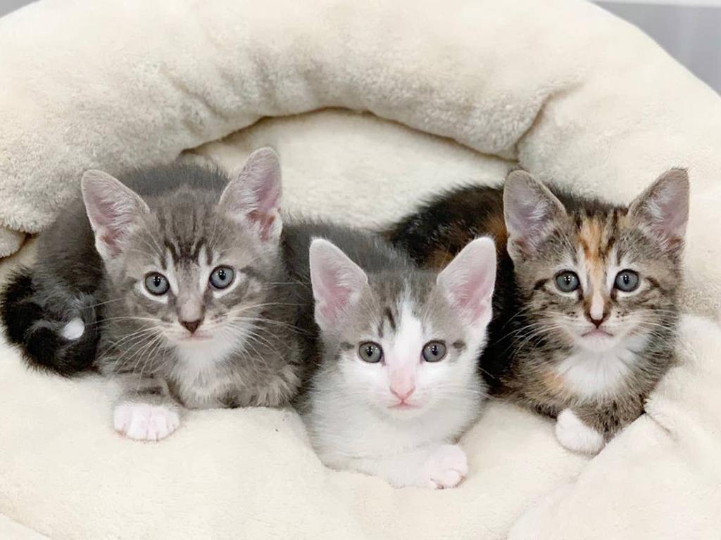 kitten airbnb