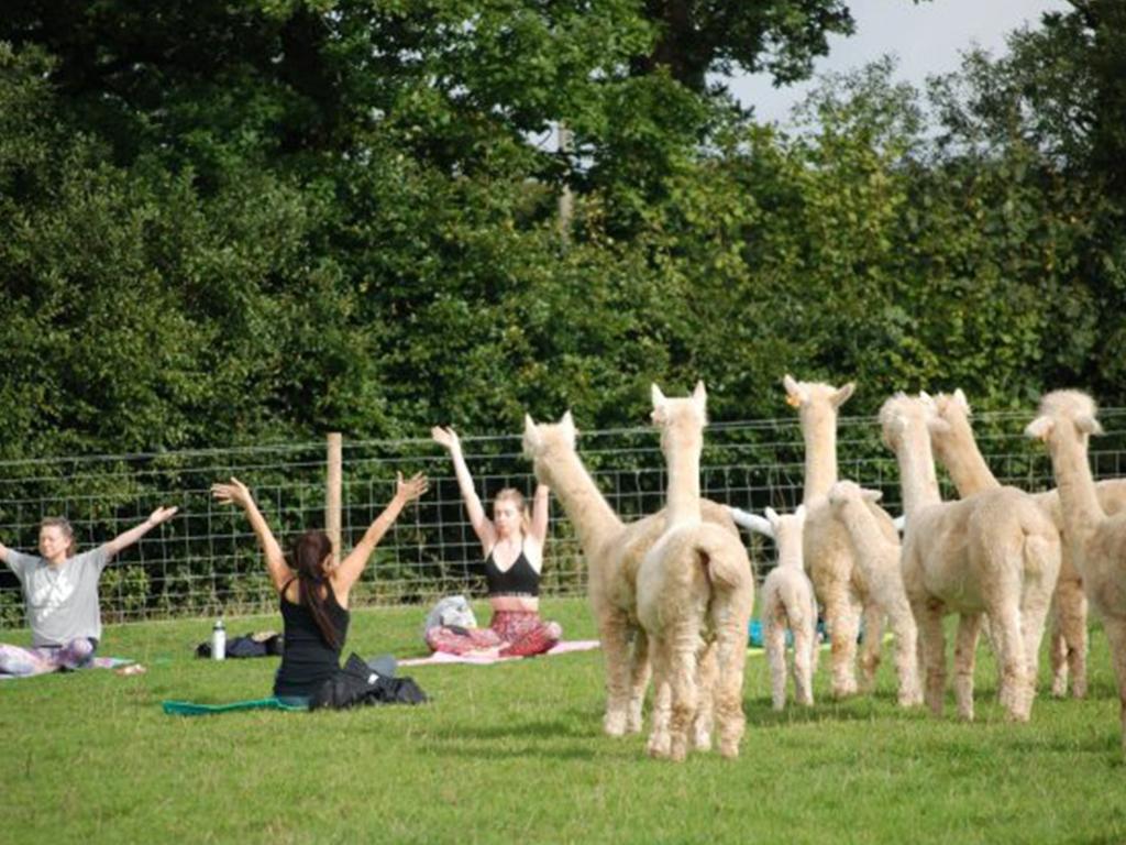 alpaca yoga