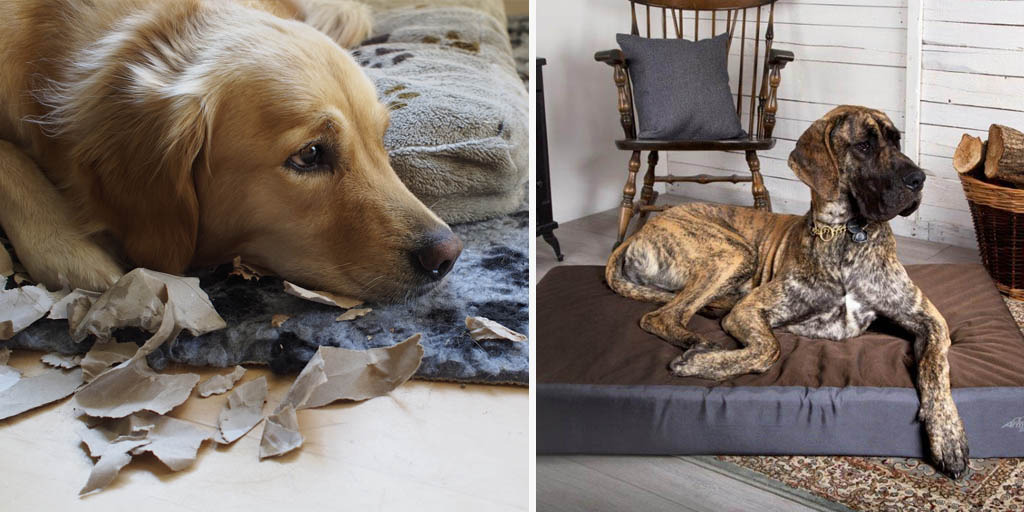 A Chew Resistant Dog Bed Could Be the Dream for Pet Owners Inspiralist