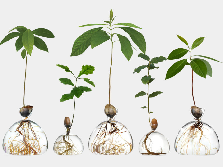 Stylish Avocado Vase Lets You Grow Your Own At Home Inspiralist