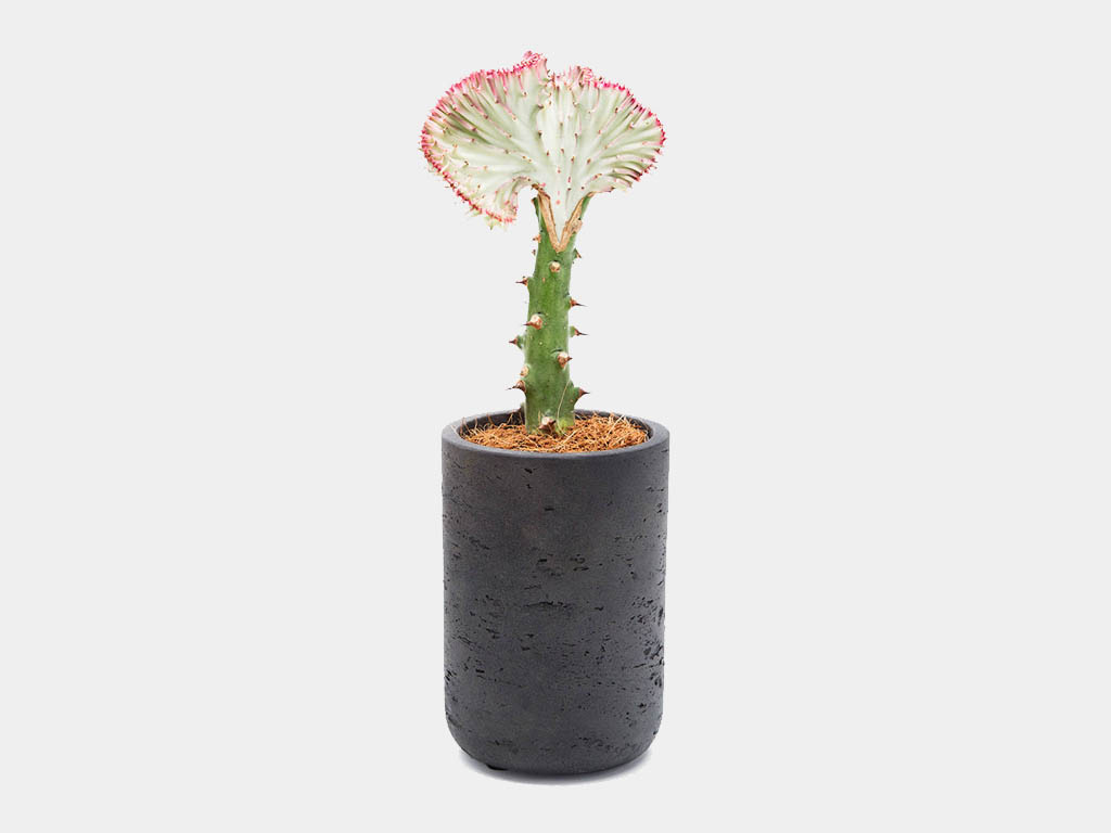 terrarium shop urban botanist