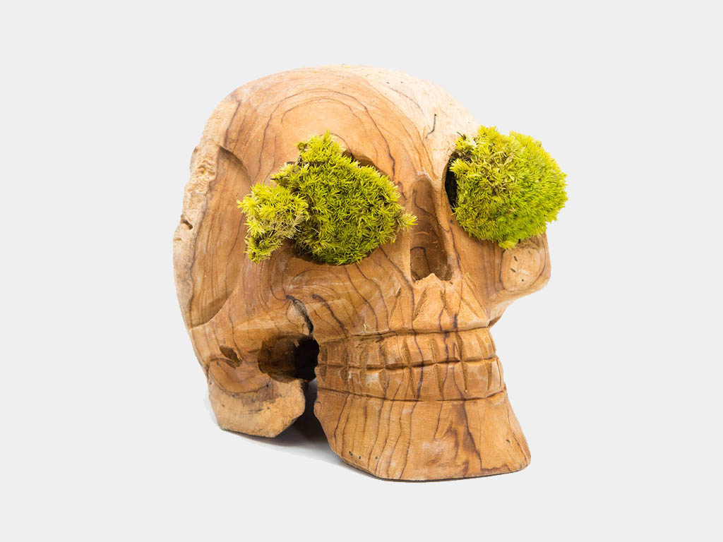 terrarium shop urban botanist