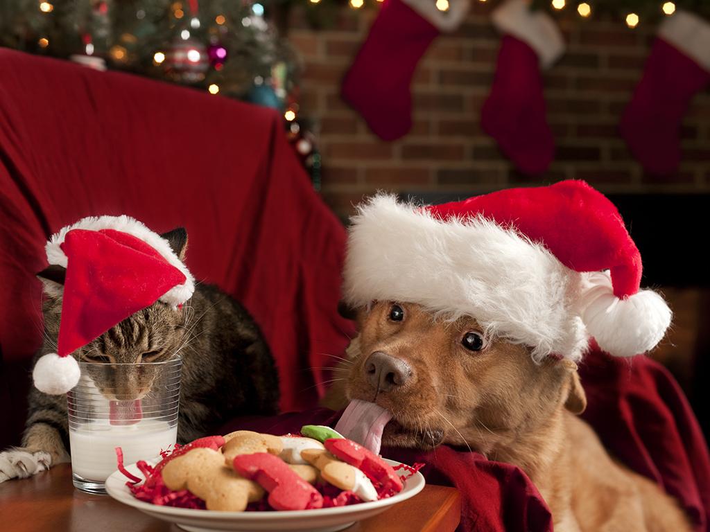 sainsburys pet christmas collection