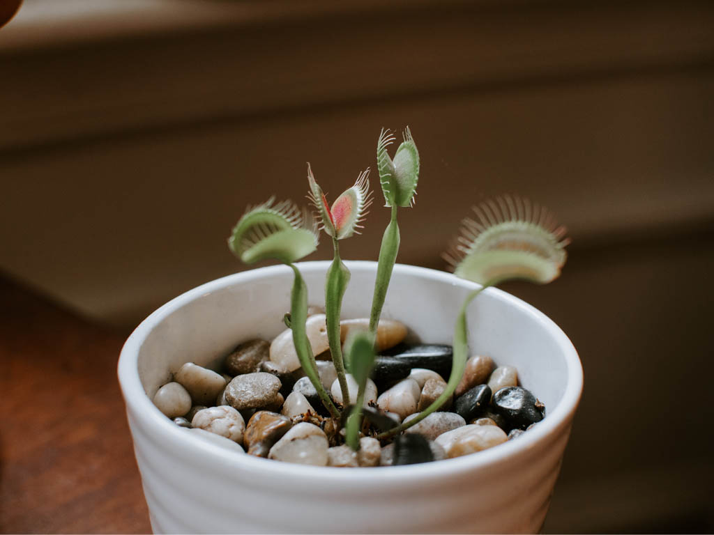 spooky plants