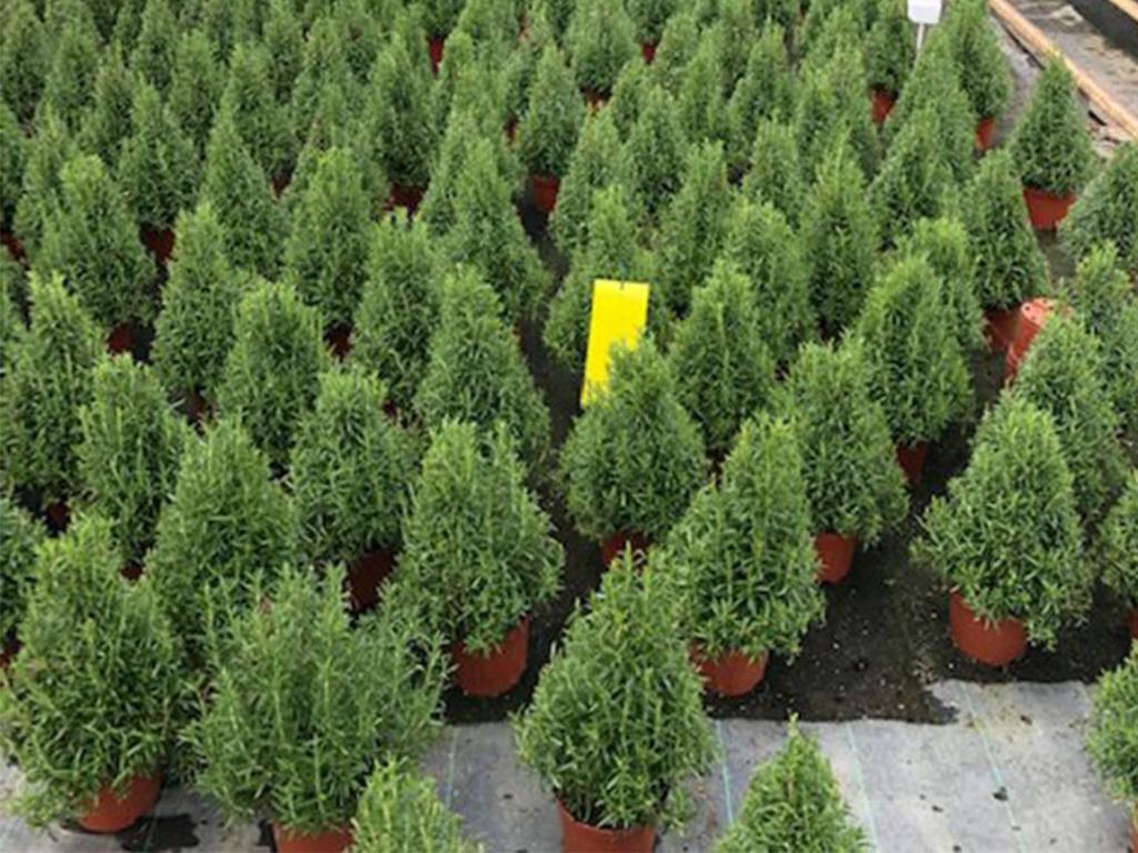 Waitrose waitrose rosemary christmas trees