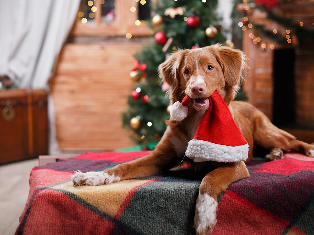sainsburys christmas popup dog restaurant