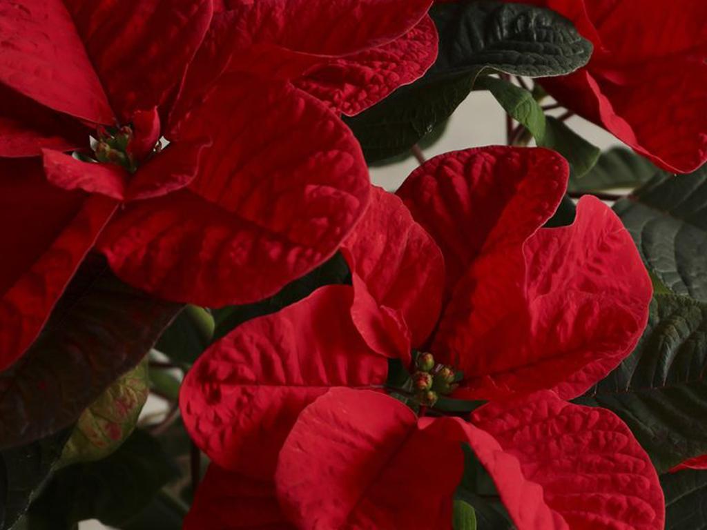 dobbies christmas mouse poinsettia