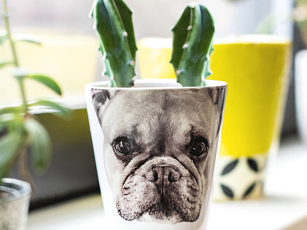 photo plant pot