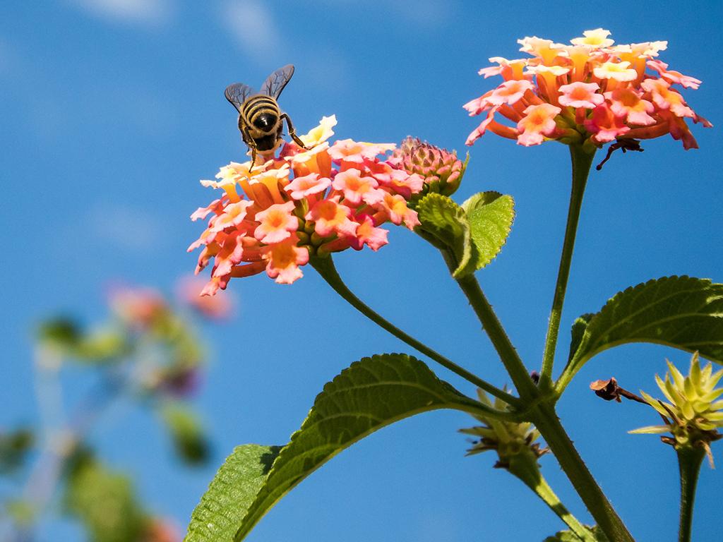 bring back the bees