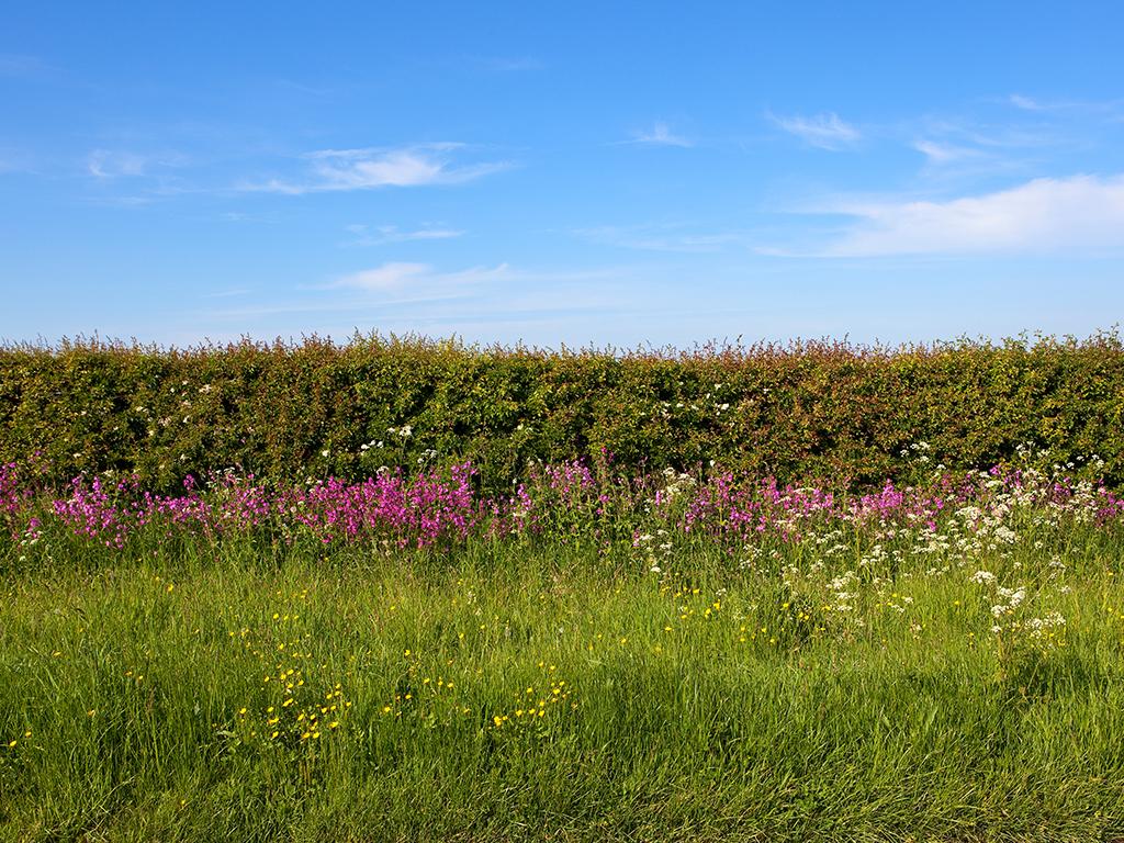 national trust hedging