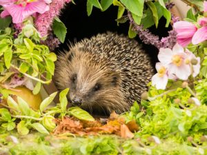 hedgehog highway