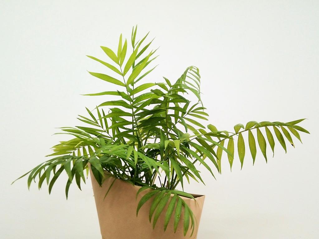 winter indoor plants